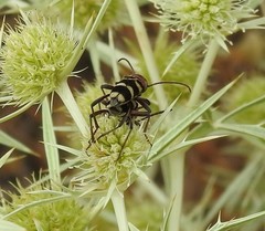 Chlorophorus trifasciatus