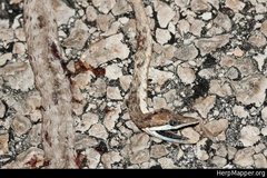 Oxybelis potosiensis