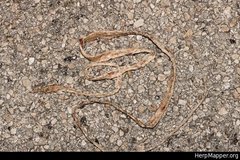 Oxybelis potosiensis