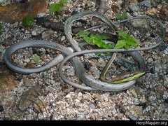 Oxybelis potosiensis