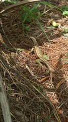 Leiocephalus personatus