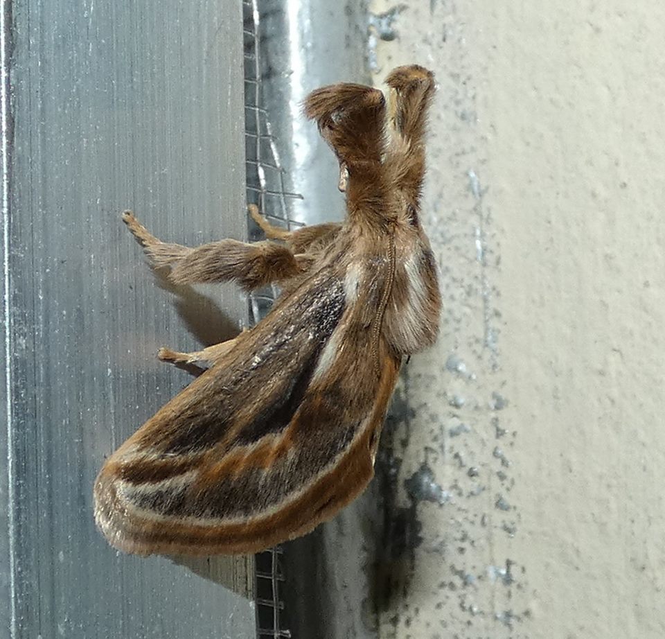 Perola brumalis