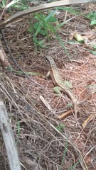 Leiocephalus personatus