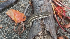 Leiocephalus personatus