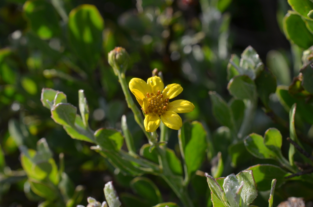 Osteospermum incanum, Cape Farms, Cape Town, South Africa, by rkct