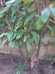 Cordyline fruticosa
