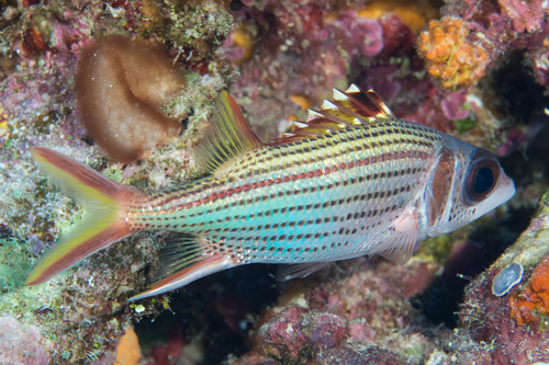 Spotfin Squirrelfish