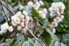 Chlorostilbon mellisugus