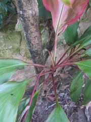 Cordyline fruticosa