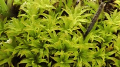 Didymodon torquatus