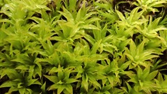 Didymodon torquatus