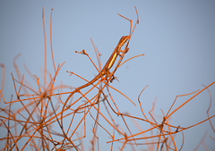 Diporiphora winneckei