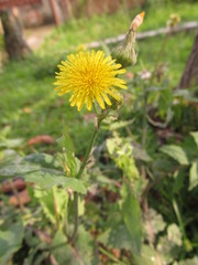 Sonchus oleraceus