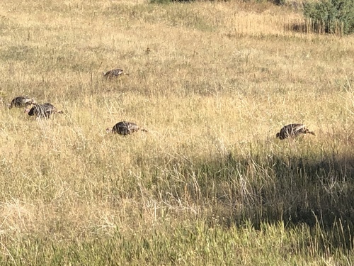 Wild Turkey photographed in Colorado