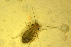 Cerobasis