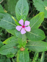 Catharanthus roseus