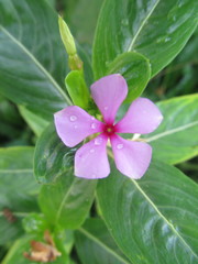 Catharanthus roseus