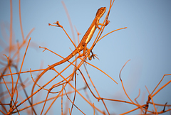 Diporiphora winneckei