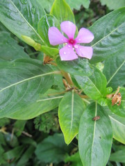 Catharanthus roseus