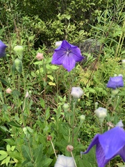 Platycodon