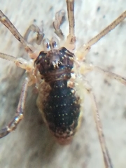 Oligolophus