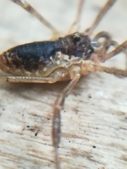 Oligolophus