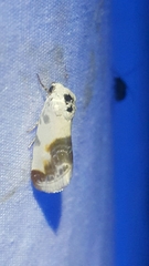 Acontiini