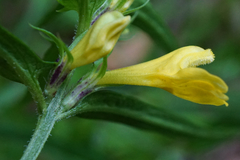 Melampyrum subalpinum