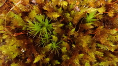 Sematophyllum