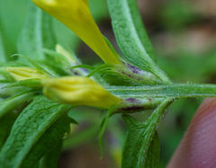 Melampyrum subalpinum