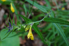 Melampyrum subalpinum