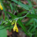 Melampyrum subalpinum - Photo (c) Patrick Hacker, some rights reserved (CC BY), uploaded by Patrick Hacker