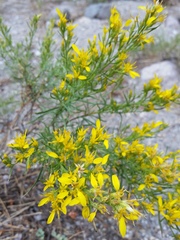 Ericameria bloomeri