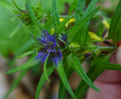 Melampyrum subalpinum