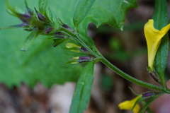 Melampyrum subalpinum