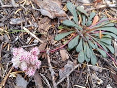 Calyptridium monospermum