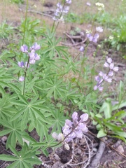 Lupinus arbustus