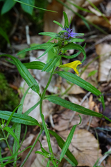 Melampyrum subalpinum