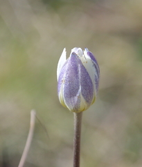 Anemone decapetala