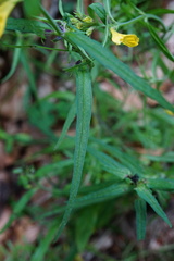 Melampyrum subalpinum