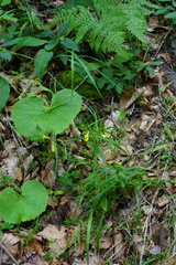 Melampyrum subalpinum