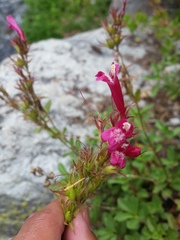 Penstemon newberryi