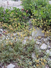 Eriogonum marifolium