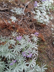 Lupinus obtusilobus