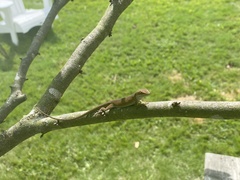 Anolis carolinensis