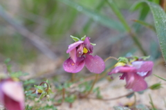 Diascia diffusa