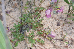 Diascia diffusa