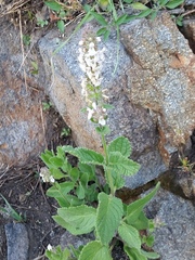 Stachys ajugoides