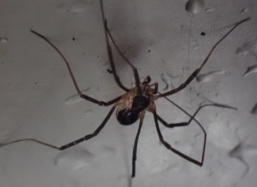 Saddleback Harvestman photo 4
