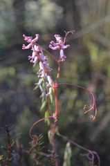 Cysticapnos cracca